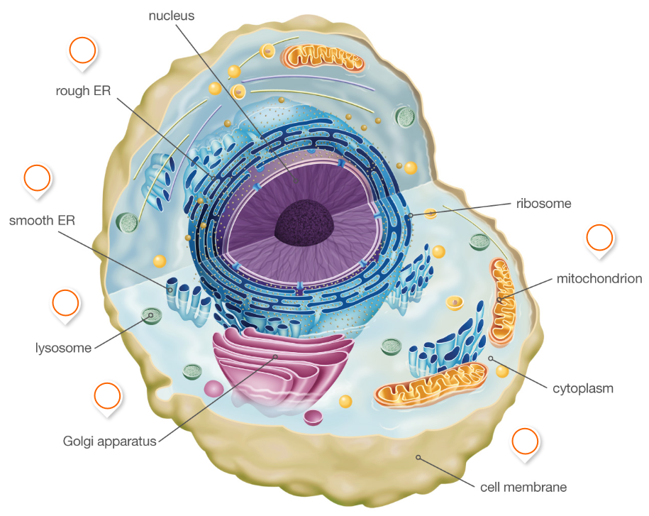 Eukaryotic Cell